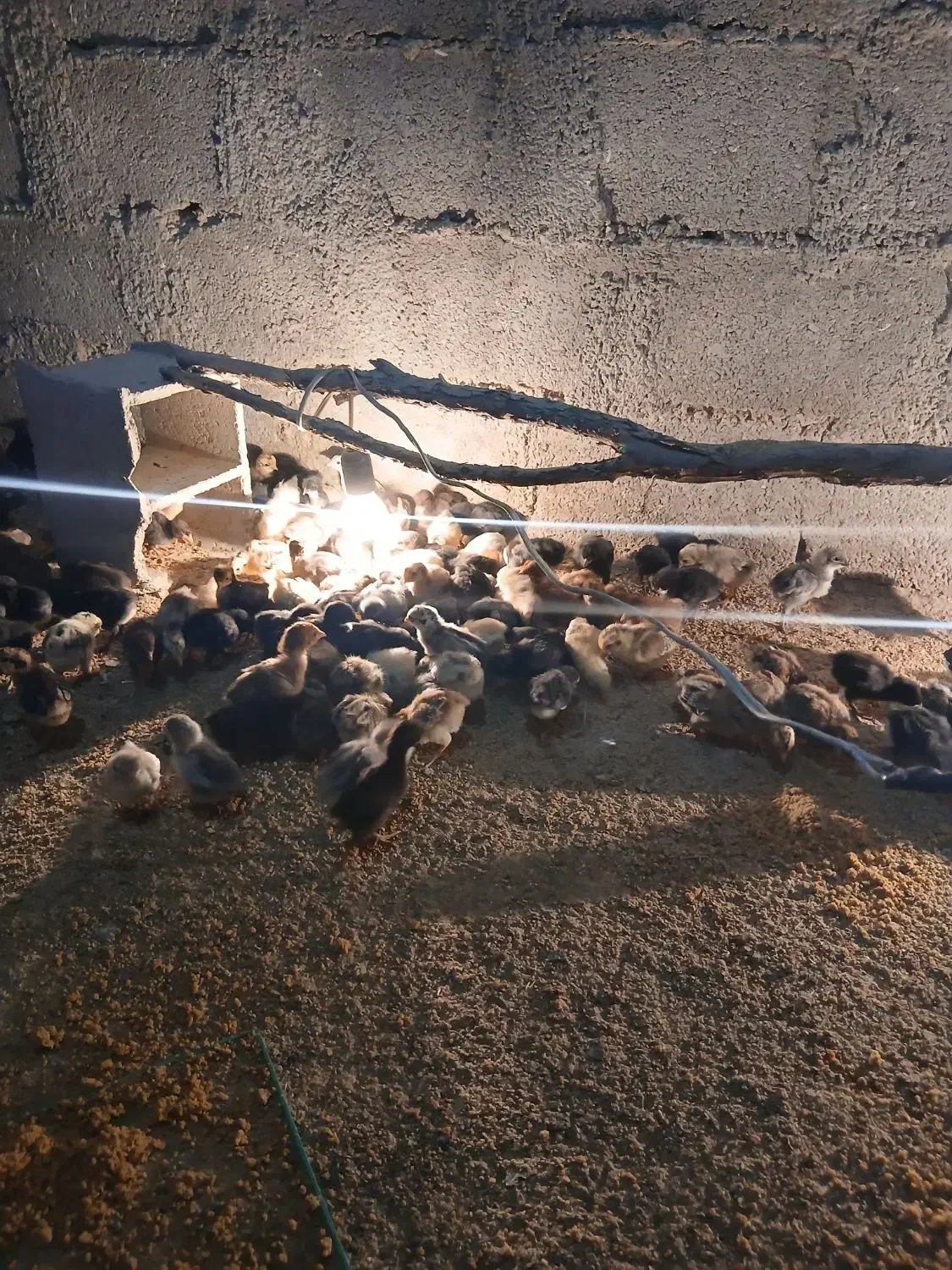 جوجه محلی اصل 12 روزه|حیوانات مزرعه|بهبهان, |دیوار