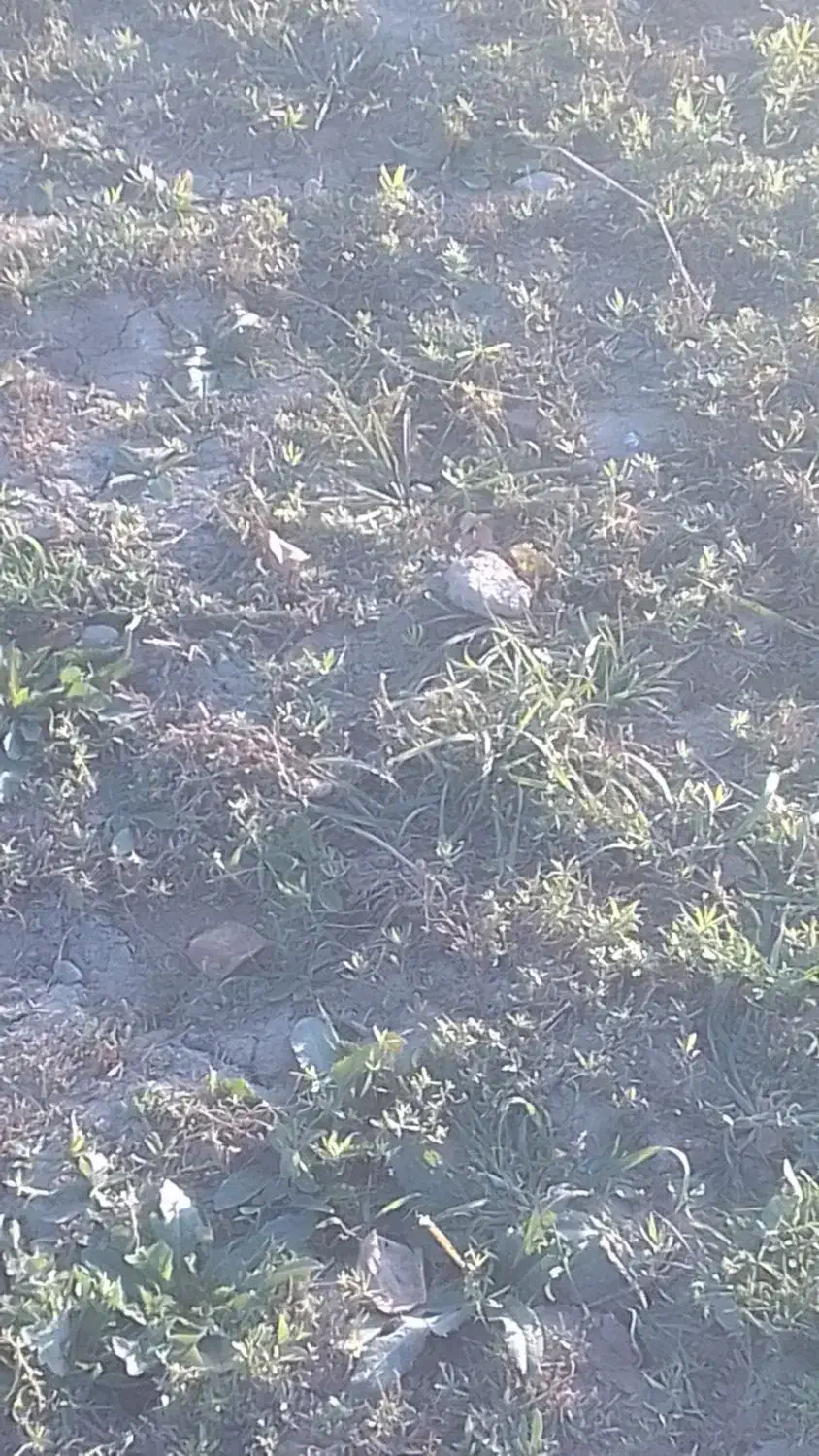 ریشه نعناع ترخون|گل و گیاه طبیعی|قوچان, |دیوار