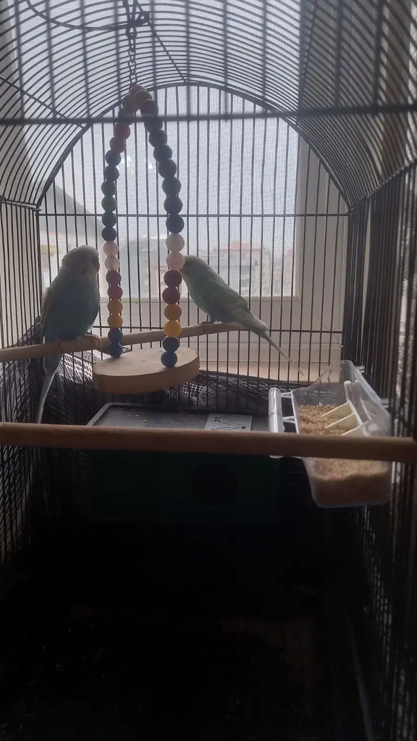 دو عدد مرغ عشق اهلی|پرنده|بندر انزلی, ساحل قو|دیوار