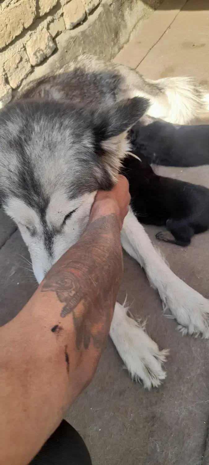 ۷عدد توله هاسکی با مادر فروشی|سگ|تهران, علم و صنعت|دیوار