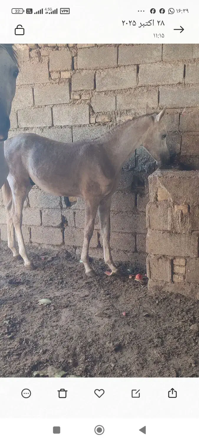 اسب|اسب و تجهیزات اسب‌سواری|کرخه, |دیوار