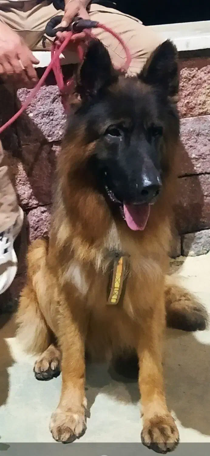 ژ رکن بلک فیس شولاین موبلند شیبدار  اصیل|سگ|رامسر, |دیوار