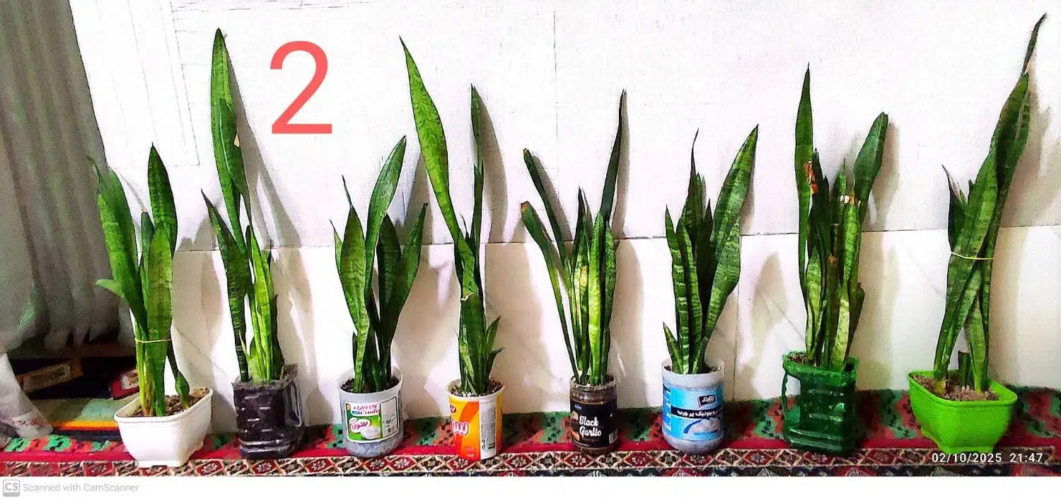 گل سانسور یا خانگی اپارتمانی|گل و گیاه طبیعی|زهک, |دیوار