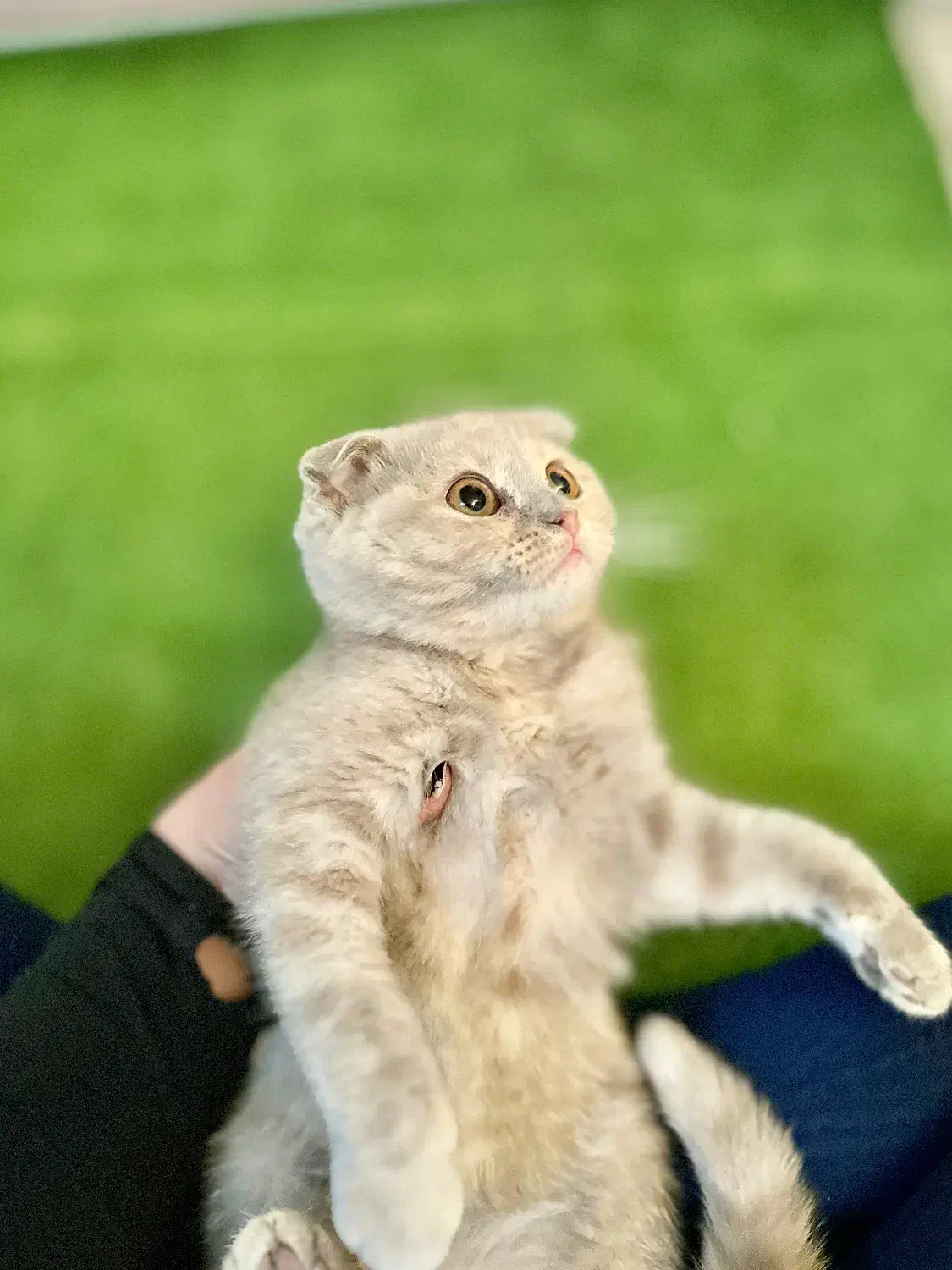 گربه اسکاتیش و بریتیش لیلاک|گربه|کرج, شهرک جهان‌نما|دیوار