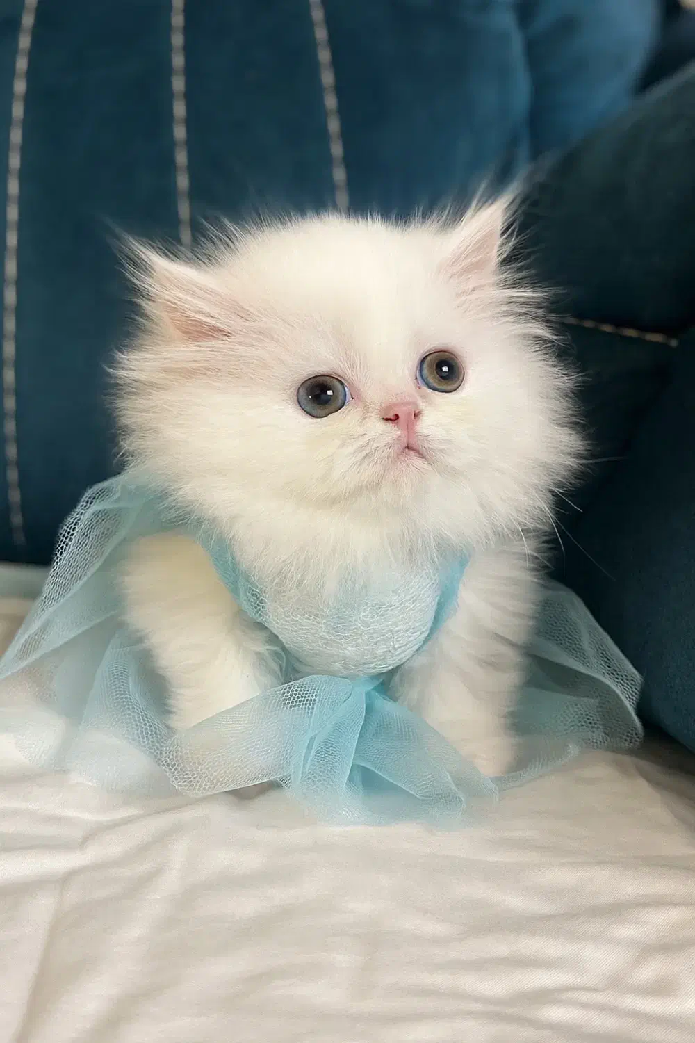 قند عسل|گربه|قم, قلعه یزدیها|دیوار