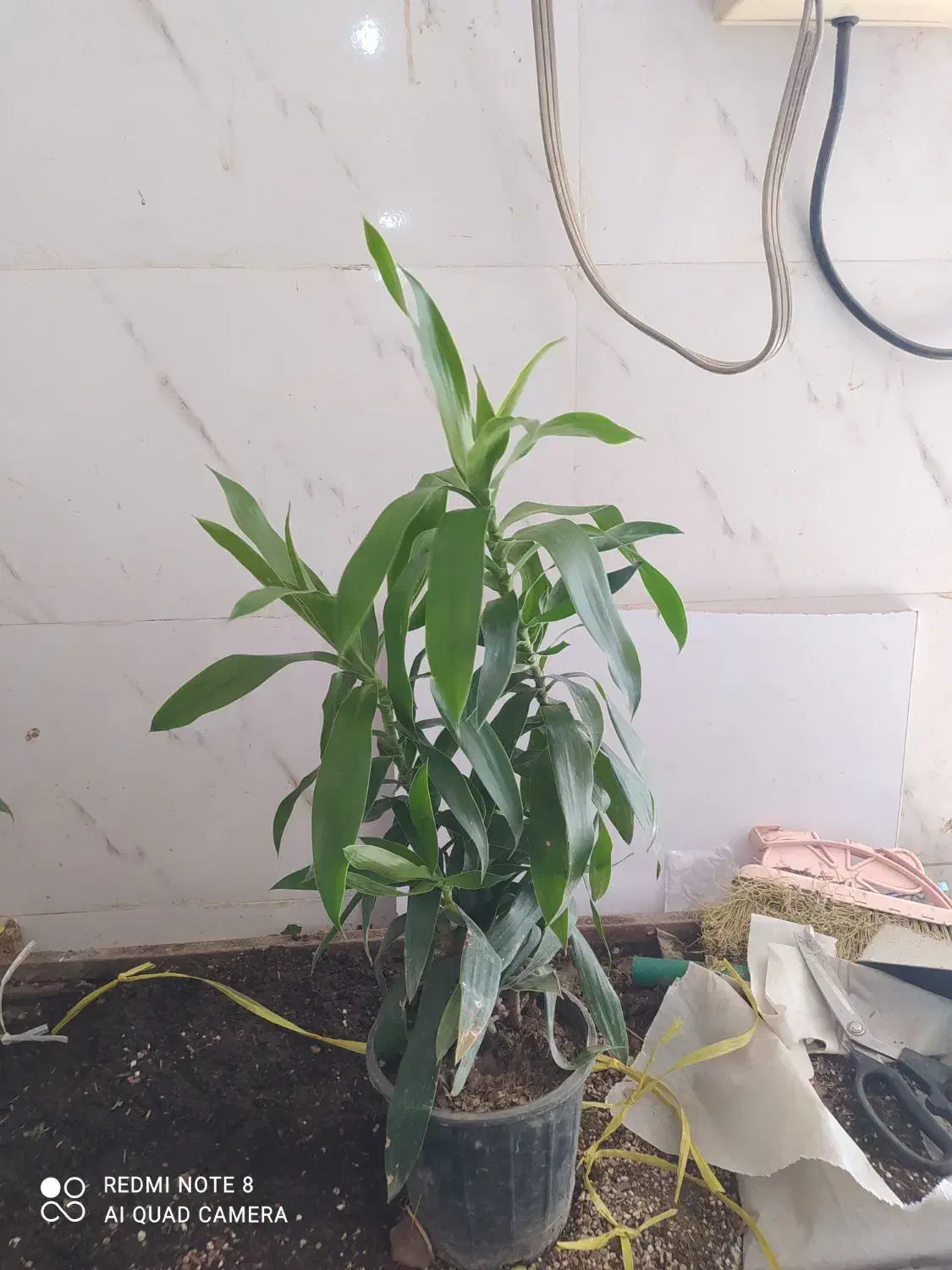 گل و گیاه بامبو خاکی|گل و گیاه طبیعی|اهواز, سیصد دستگاه|دیوار