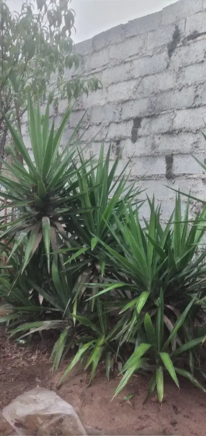 فروش گل یوکا|گل و گیاه طبیعی|زرگرشهر, |دیوار
