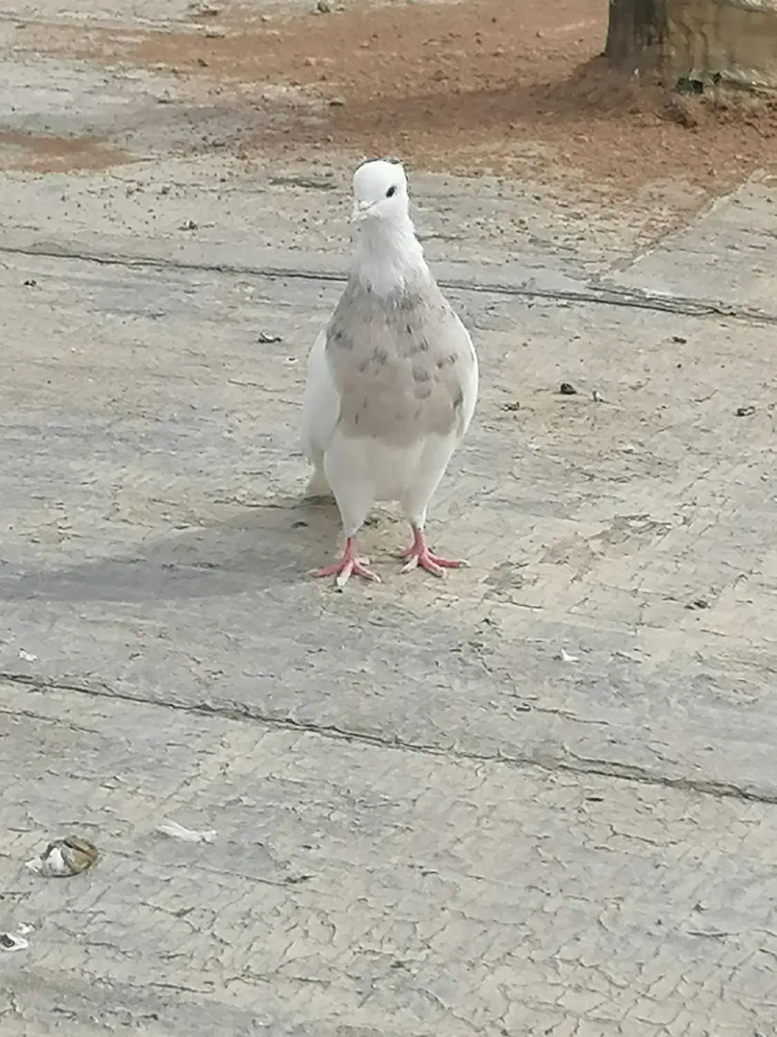 کبوتر طوقی اجری نر|پرنده|سنندج, |دیوار