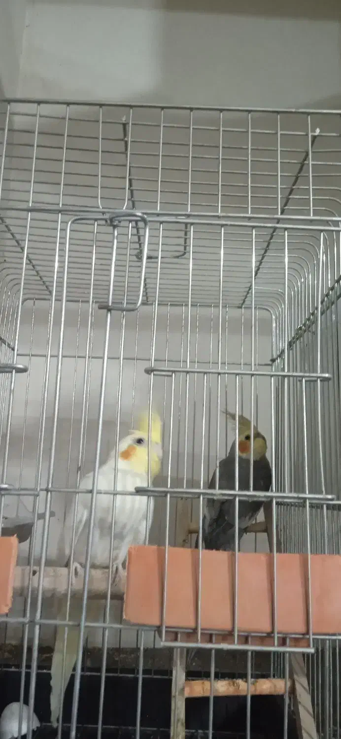 عروس هلندی|پرنده|داراب, |دیوار