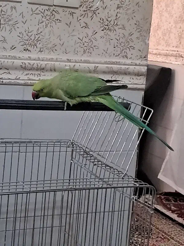 طوطی سخنگو|پرنده|بم, |دیوار