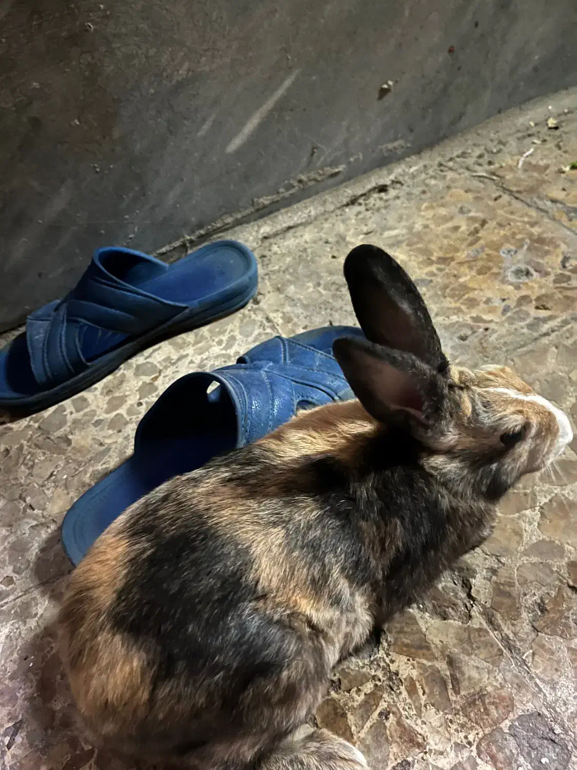 خرگوش زیرک و باهوش|موش و خرگوش|اهواز, فاز ۲ پادادشهر|دیوار