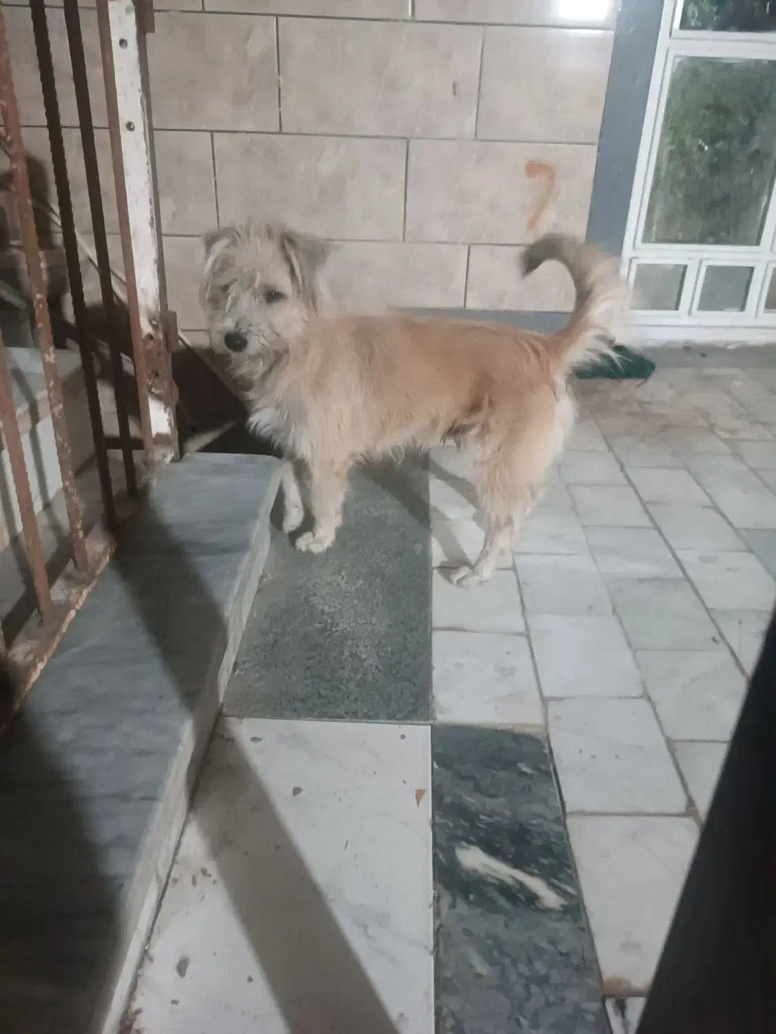 پشمالو|سگ|خان ببین, |دیوار