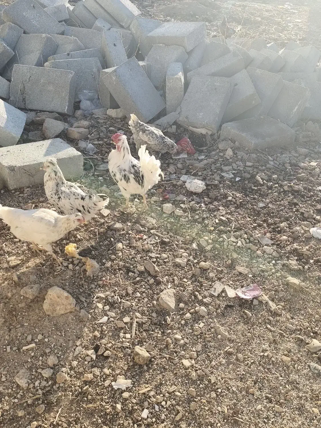 تخم مرغ گلین|خوردنی و آشامیدنی|دشت ذهاب, |دیوار