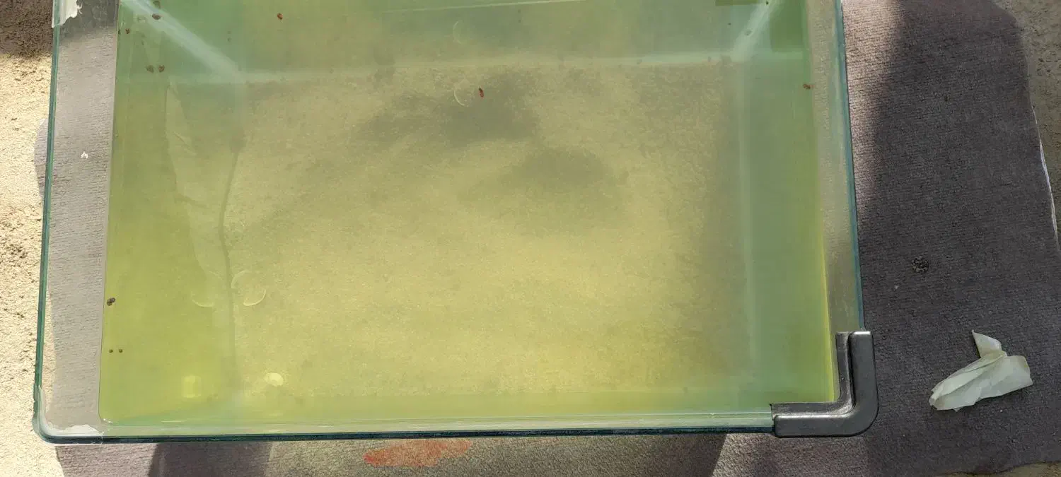 آکواریوم شرکتی|ماهی|بندر امام خمینی, |دیوار