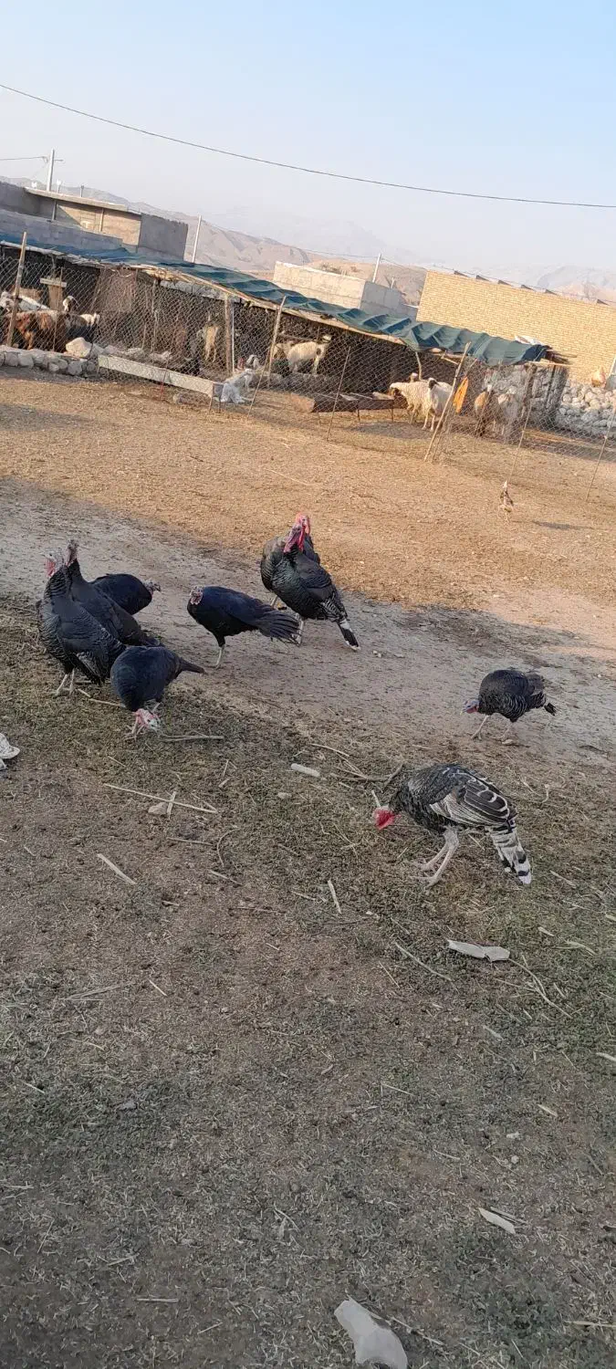 فروشی|حیوانات مزرعه|آبدانان, |دیوار