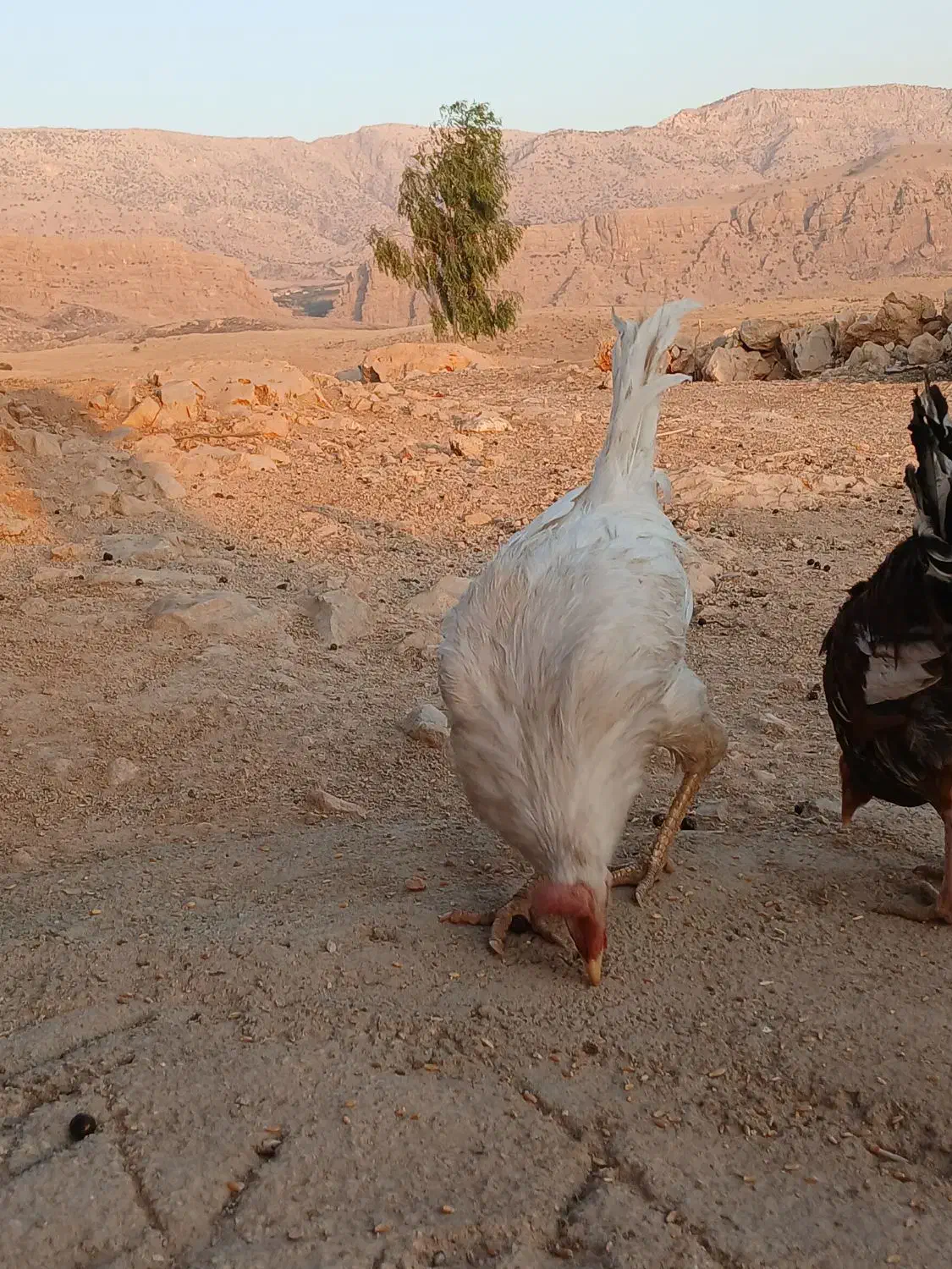 خروس سرحال|حیوانات مزرعه|سرپل ذهاب, |دیوار