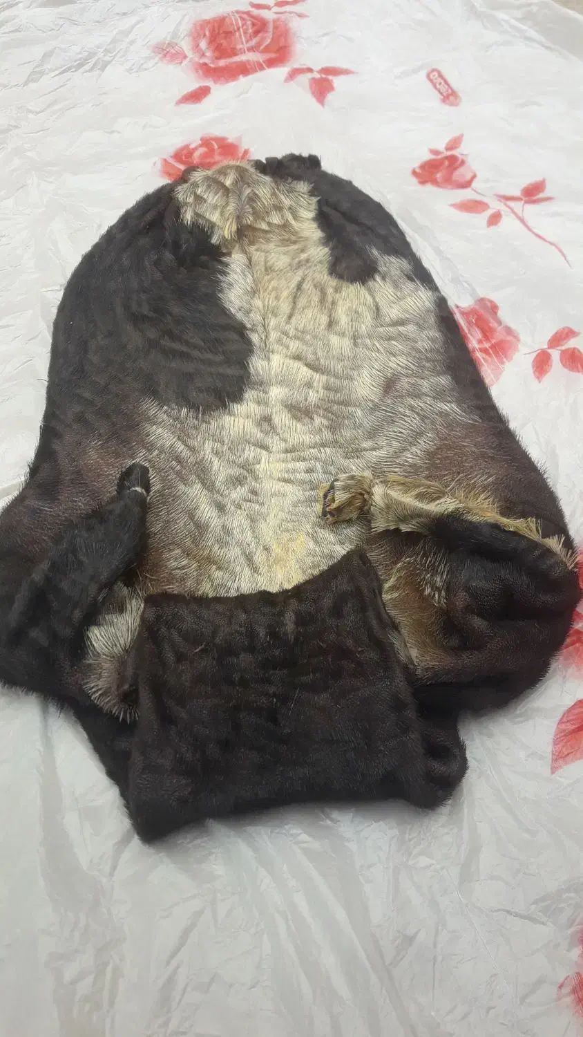 خیگ|صنایع دستی و سایر لوازم تزئینی|مسجد سلیمان, |دیوار