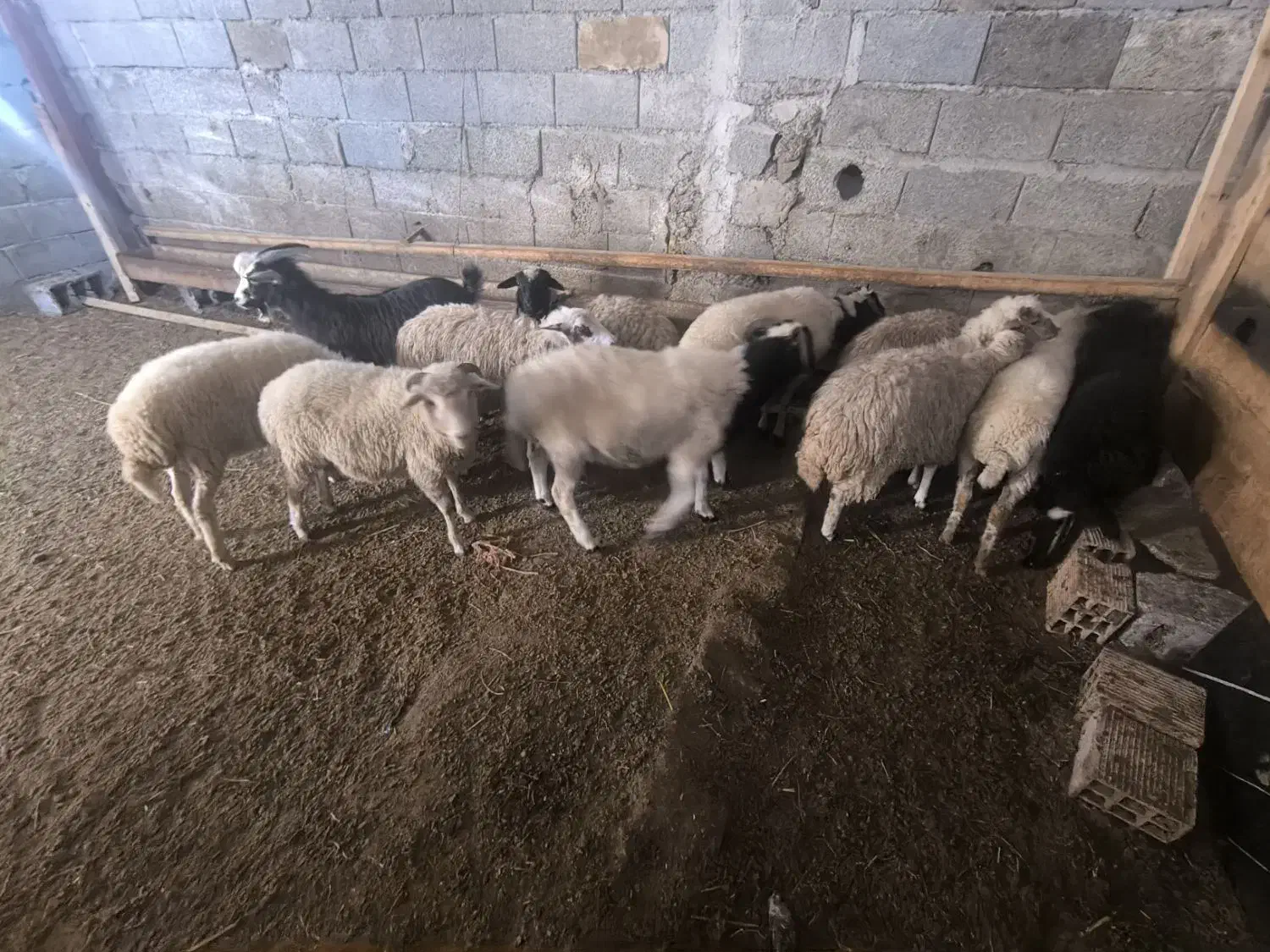 یکساله های نر ماده تالشی|حیوانات مزرعه|شاندرمن, |دیوار