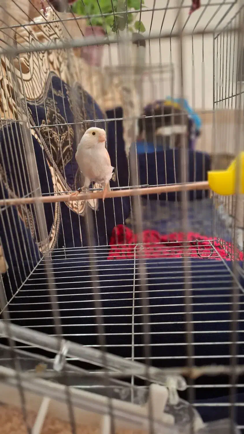 قناری|پرنده|ورامین, ورامین|دیوار