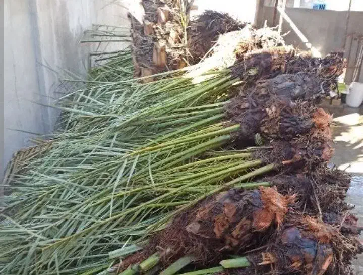 مرکز فروش دمیت نخل کبکاب در دشتستان|خدمات باغبانی و درختکاری|بوشهر, |دیوار