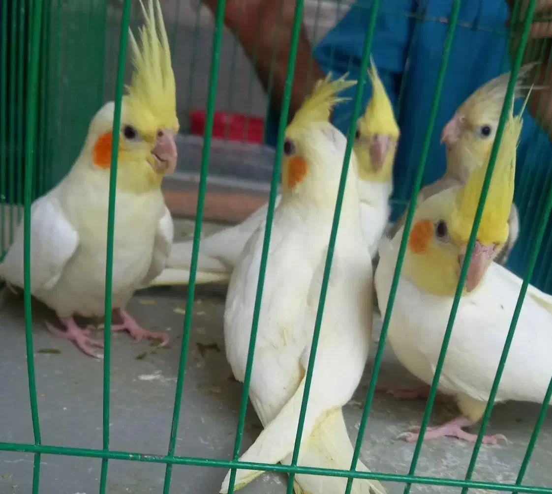 عروس هلندی|پرنده|یزد, |دیوار