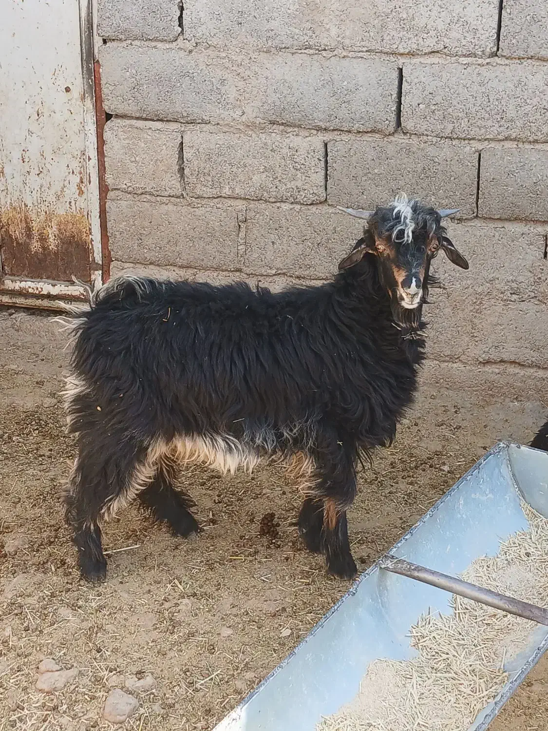 فروش۳راس بزغاله نرپروار|حیوانات مزرعه|دهلران, |دیوار