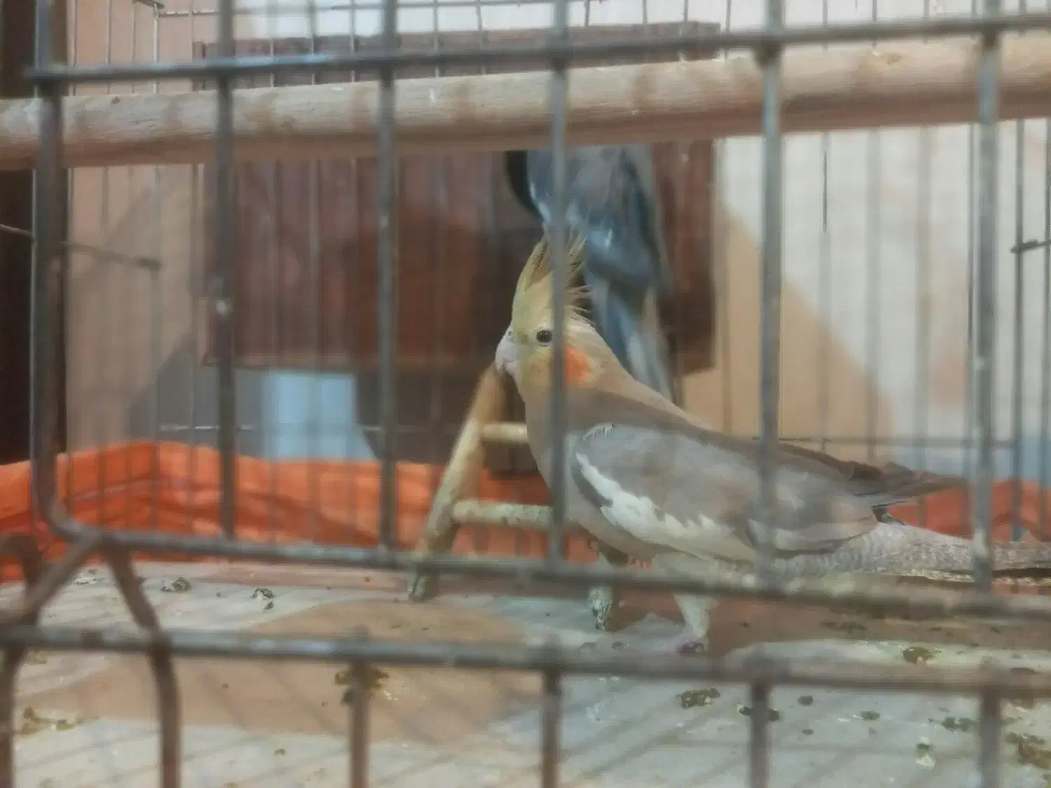 عروس هلندی مولد(همراه با ۷تا تخم)|پرنده|فردیس, سپید دشت|دیوار