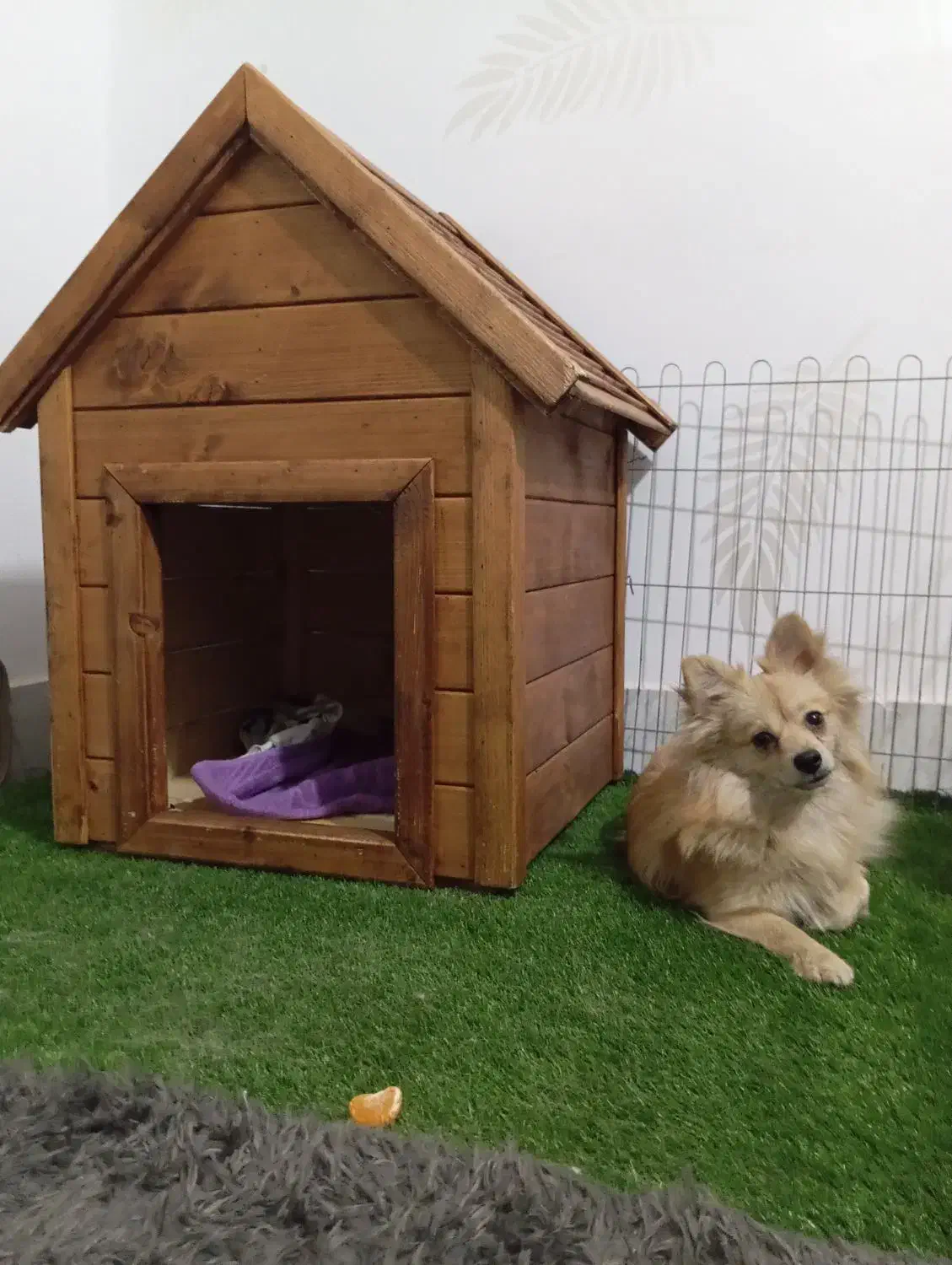 پامر روباهی|سگ|اشتهارد, |دیوار