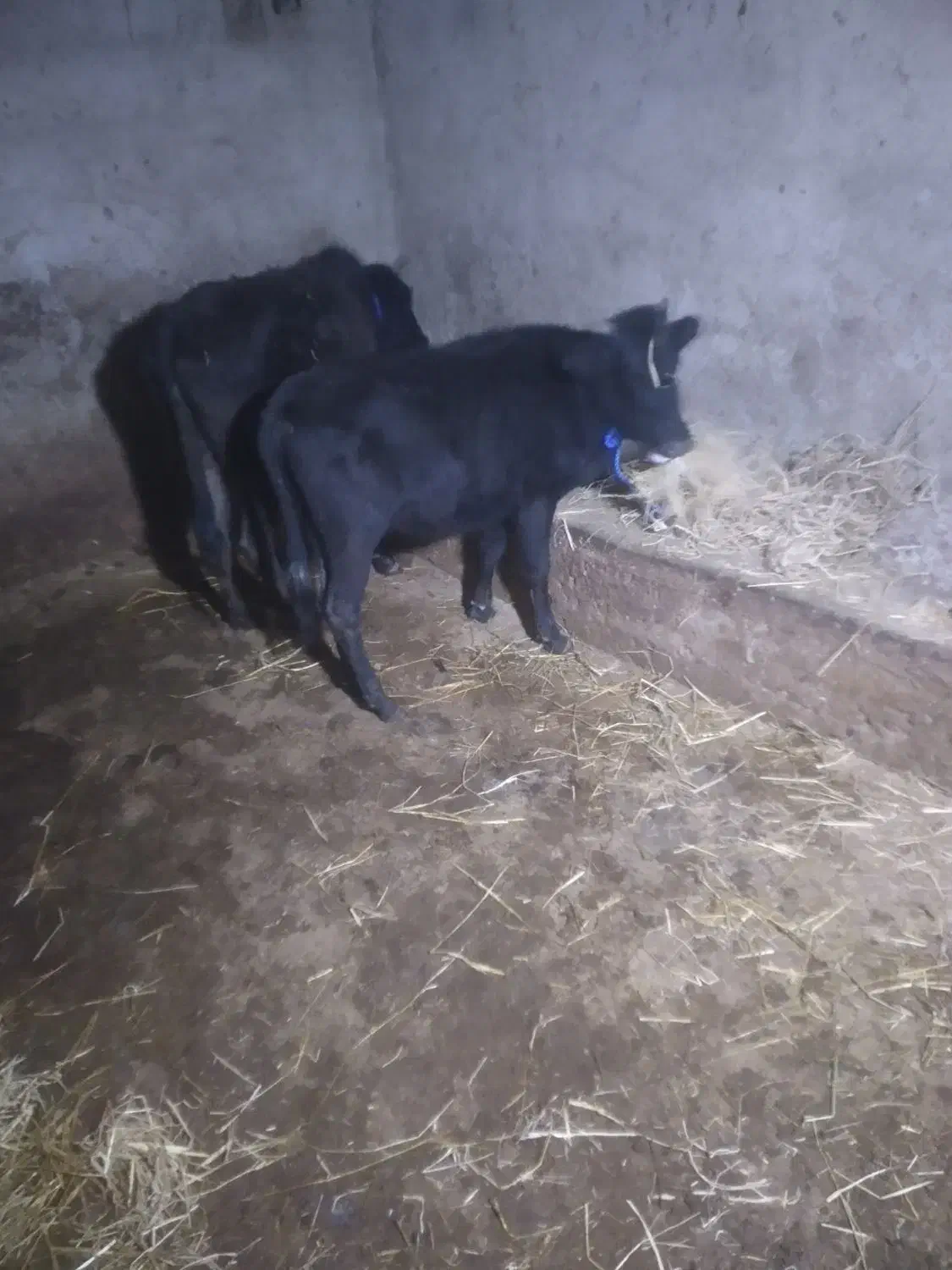 ۴ راس گوساله نر و ماده گاو|حیوانات مزرعه|رشت, بازار|دیوار