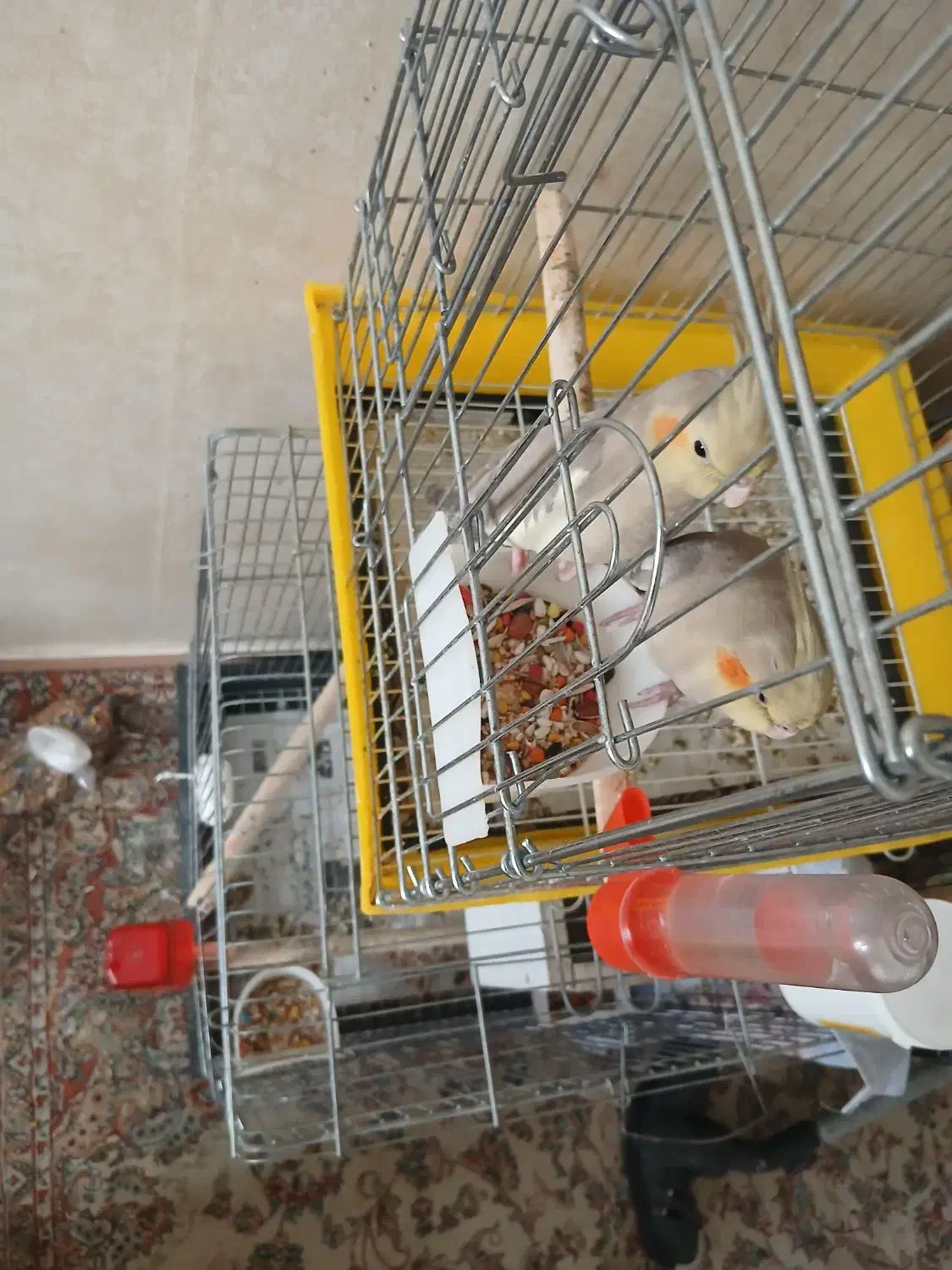 عروس هلندی دوماهه|پرنده|فردیس, سرحدی|دیوار