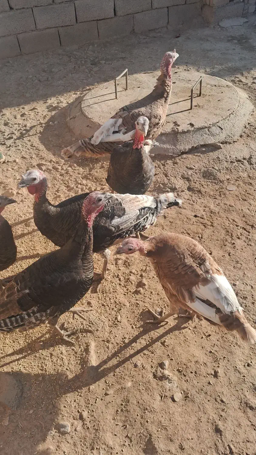 بوقلمون|حیوانات مزرعه|کاکاوند, |دیوار