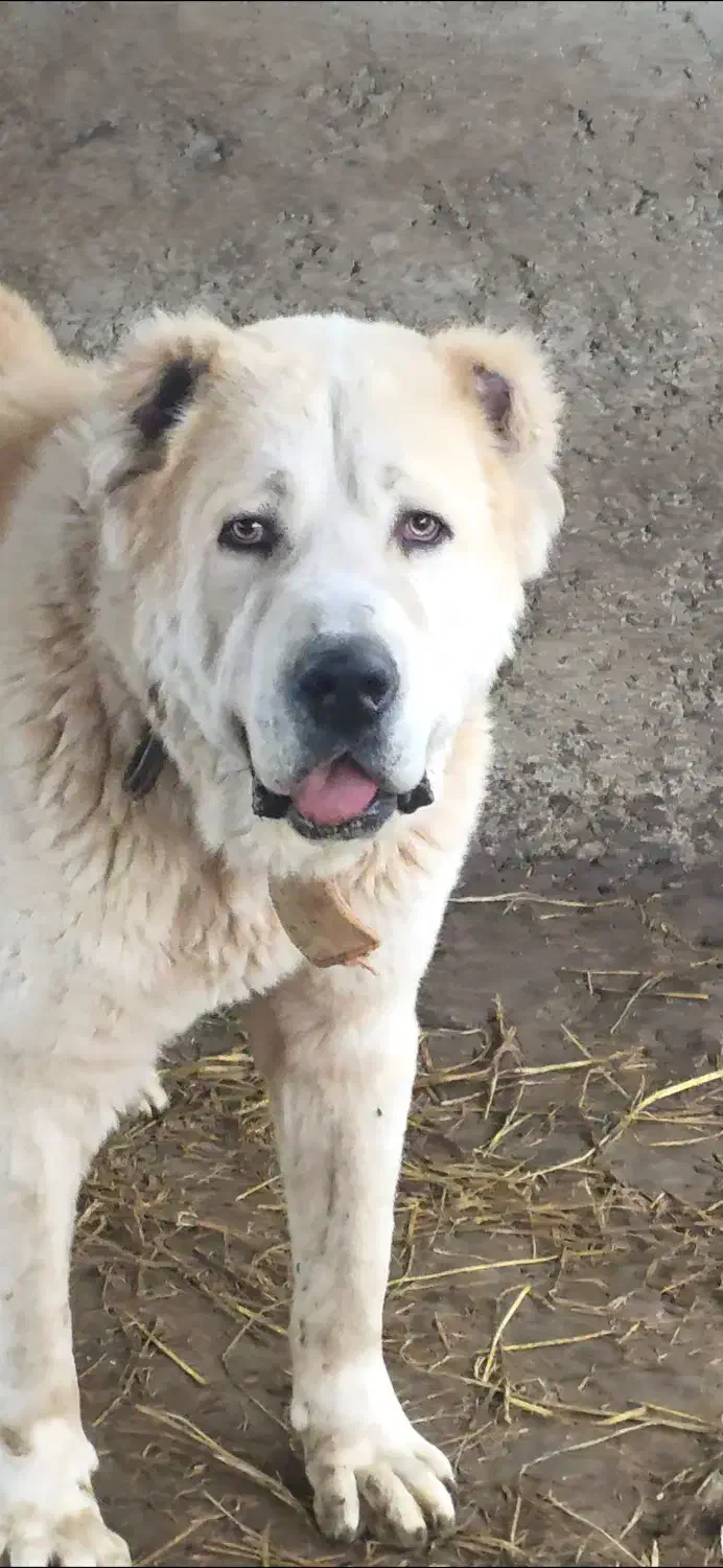 سگ الابای|سگ|کلاچای, |دیوار