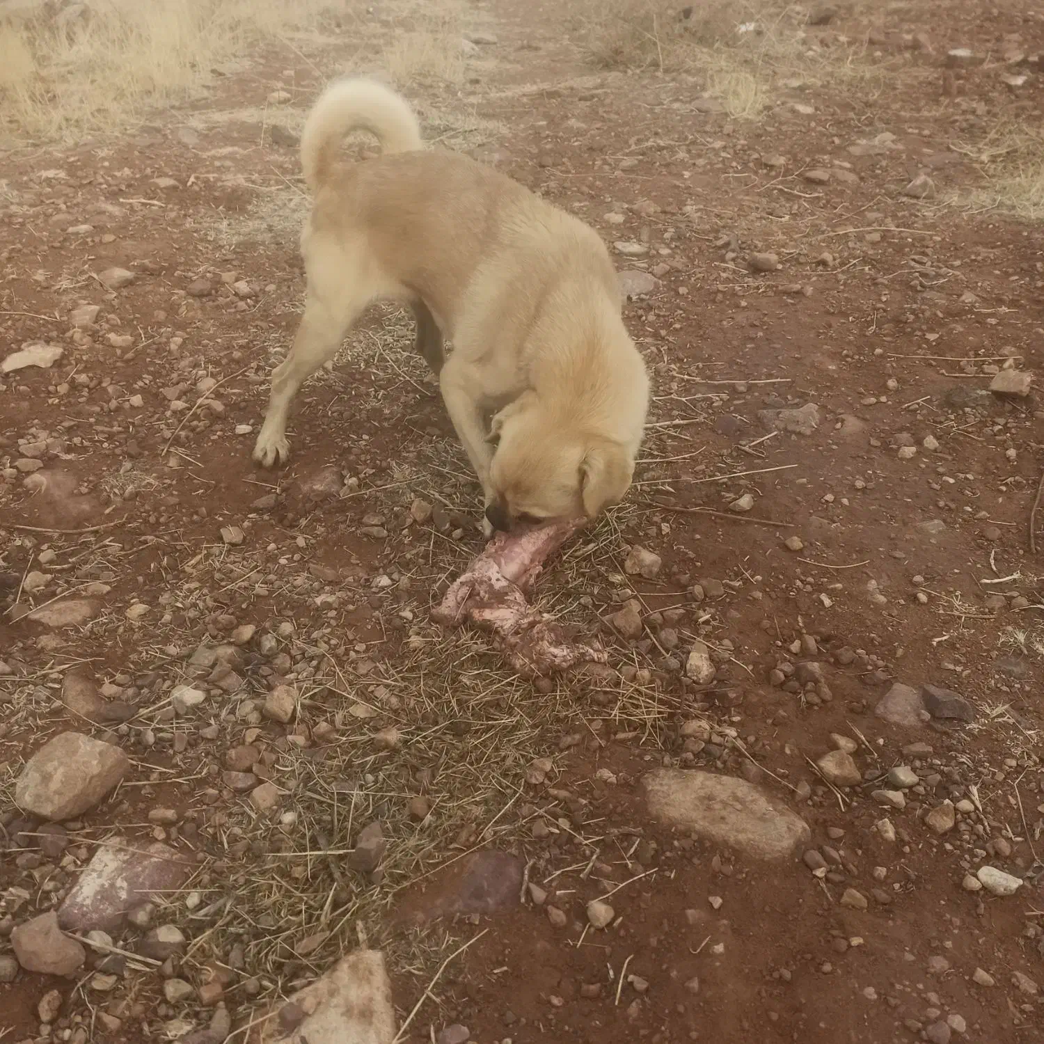 یک سگ پاکوتاه خانگی پامر|سگ|صوفیان, |دیوار