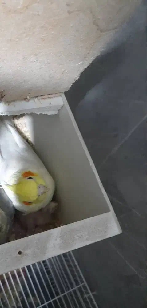 عروس هلندی مولد با جوجه|پرنده|ایرانشهر, |دیوار