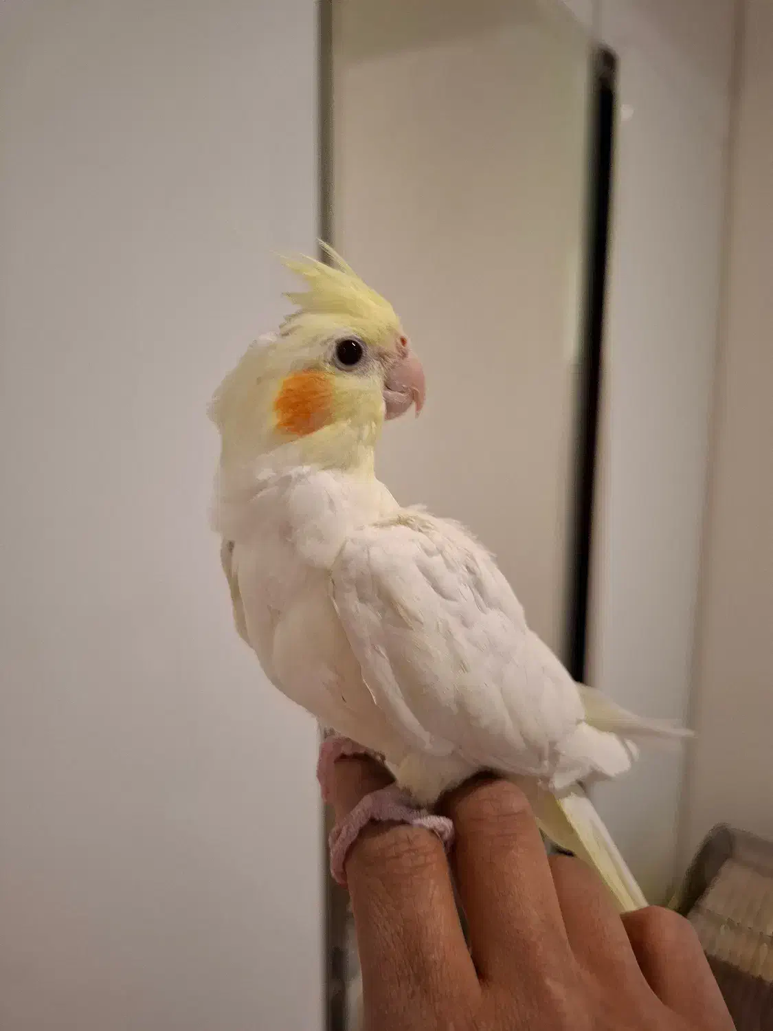 عروس هلندی نر و ماده|پرنده|تهران, ولنجک|دیوار