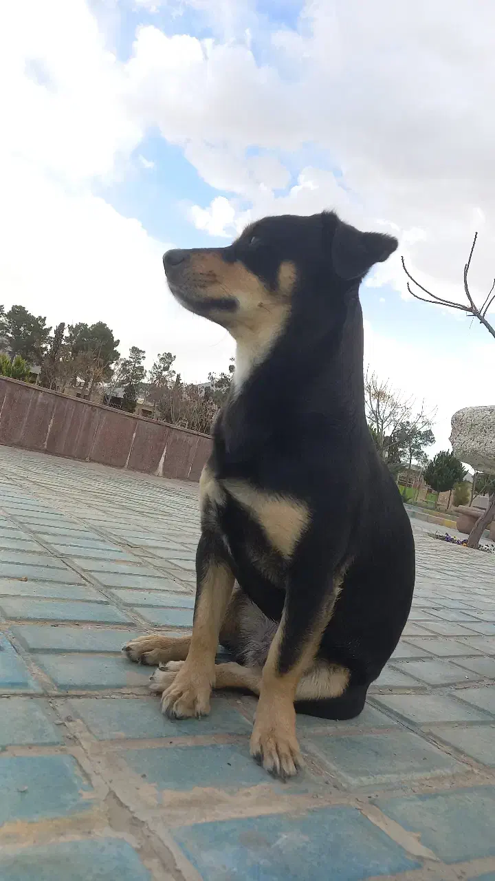 واگذاری سگ رایگان نژاد جک راسل|سگ|فولادشهر, A4|دیوار