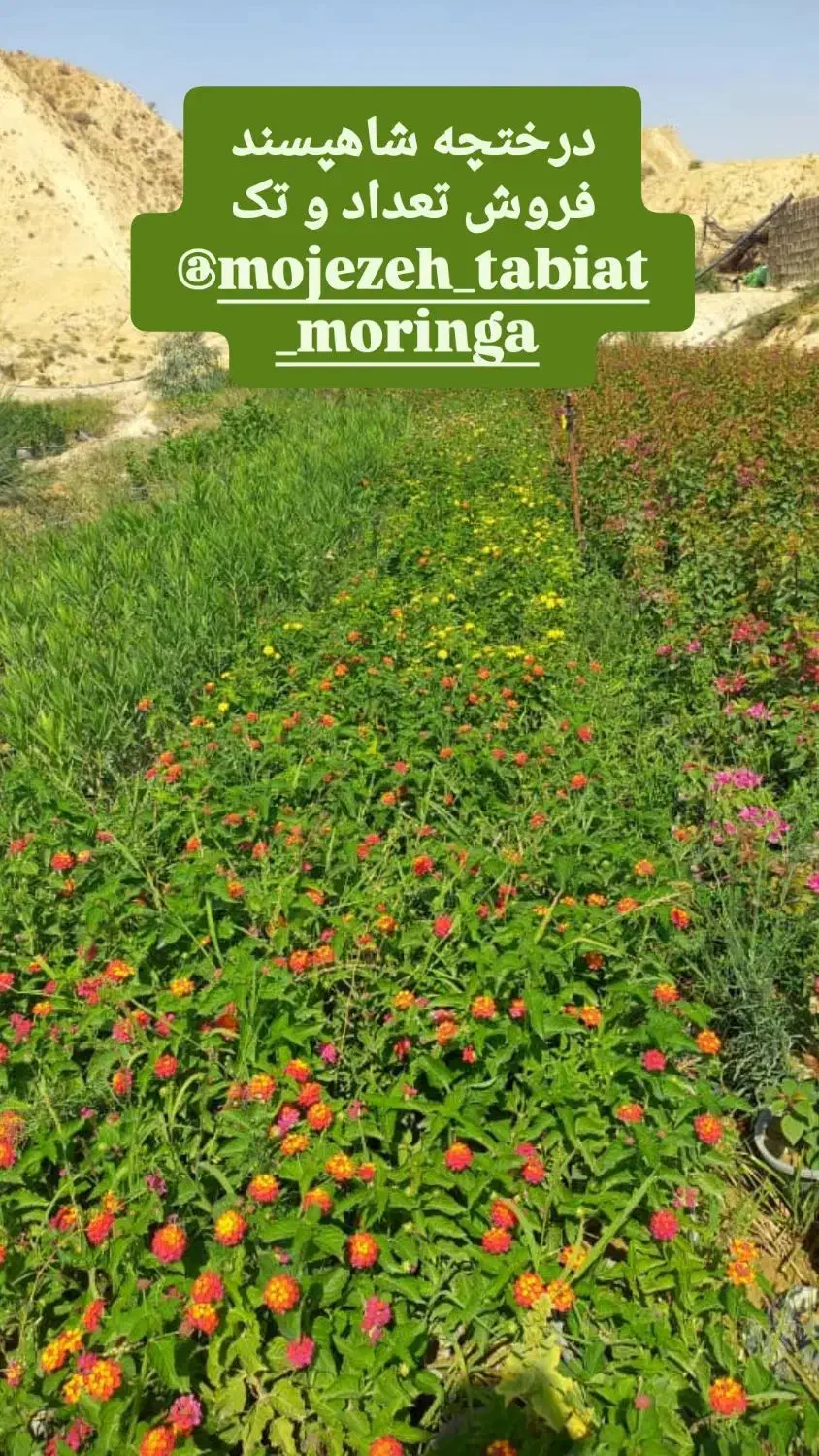 فروش نهال فضای سبز|خدمات باغبانی و درختکاری|بوشهر, |دیوار