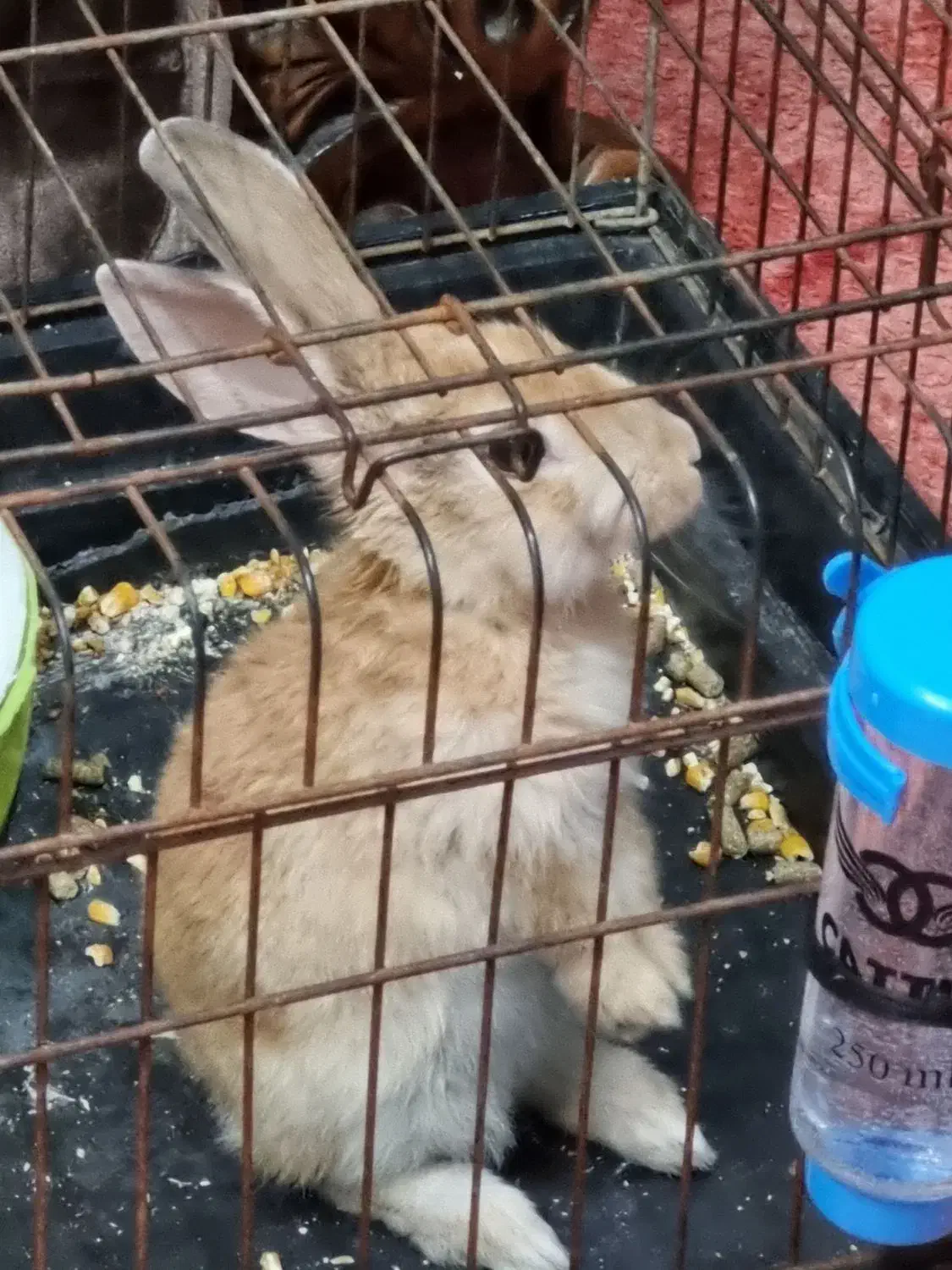 سرپرستی خرگوش ماده|موش و خرگوش|اندیشه, شهرک کوثر|دیوار