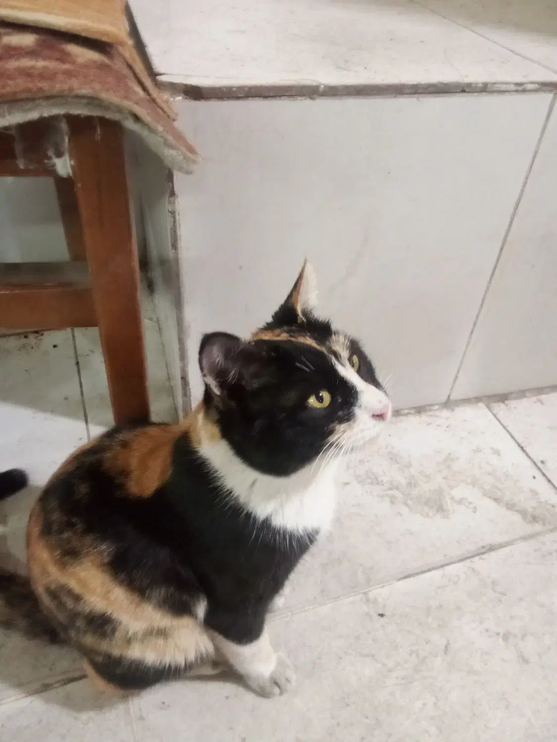 گربه ناز|گربه|اردبیل, |دیوار