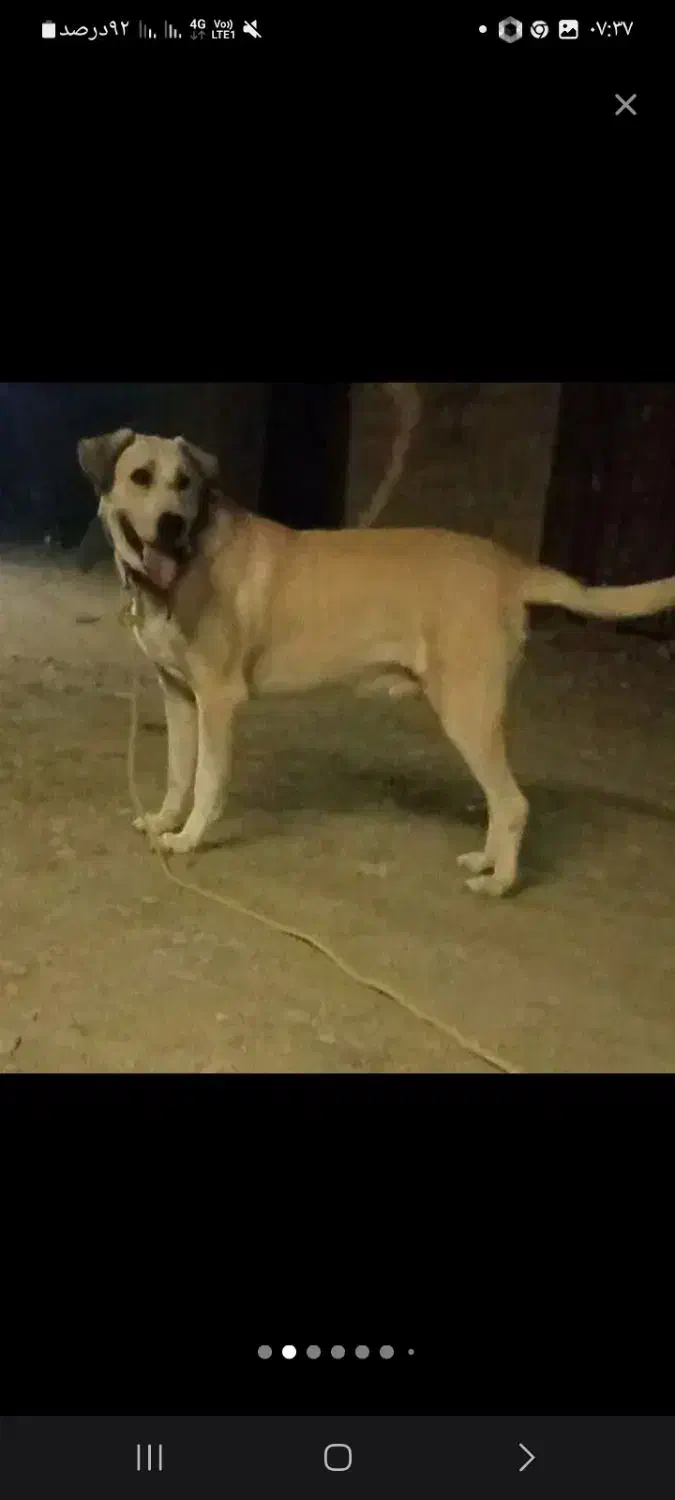 سگ سرابی نرگلهی وپرقدرت|سگ|مشهد, درزآب|دیوار