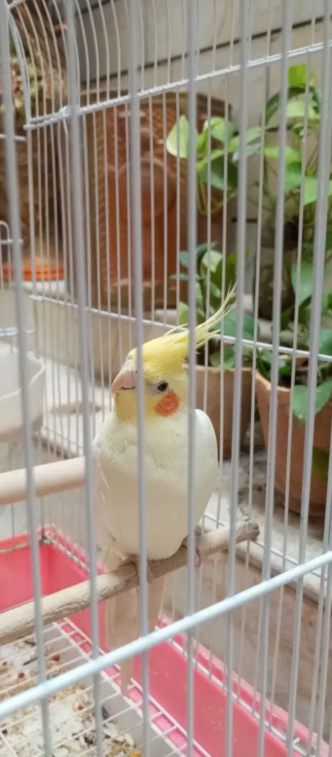 یک عدد عروس هلندی|پرنده|شیراز, پودنک|دیوار