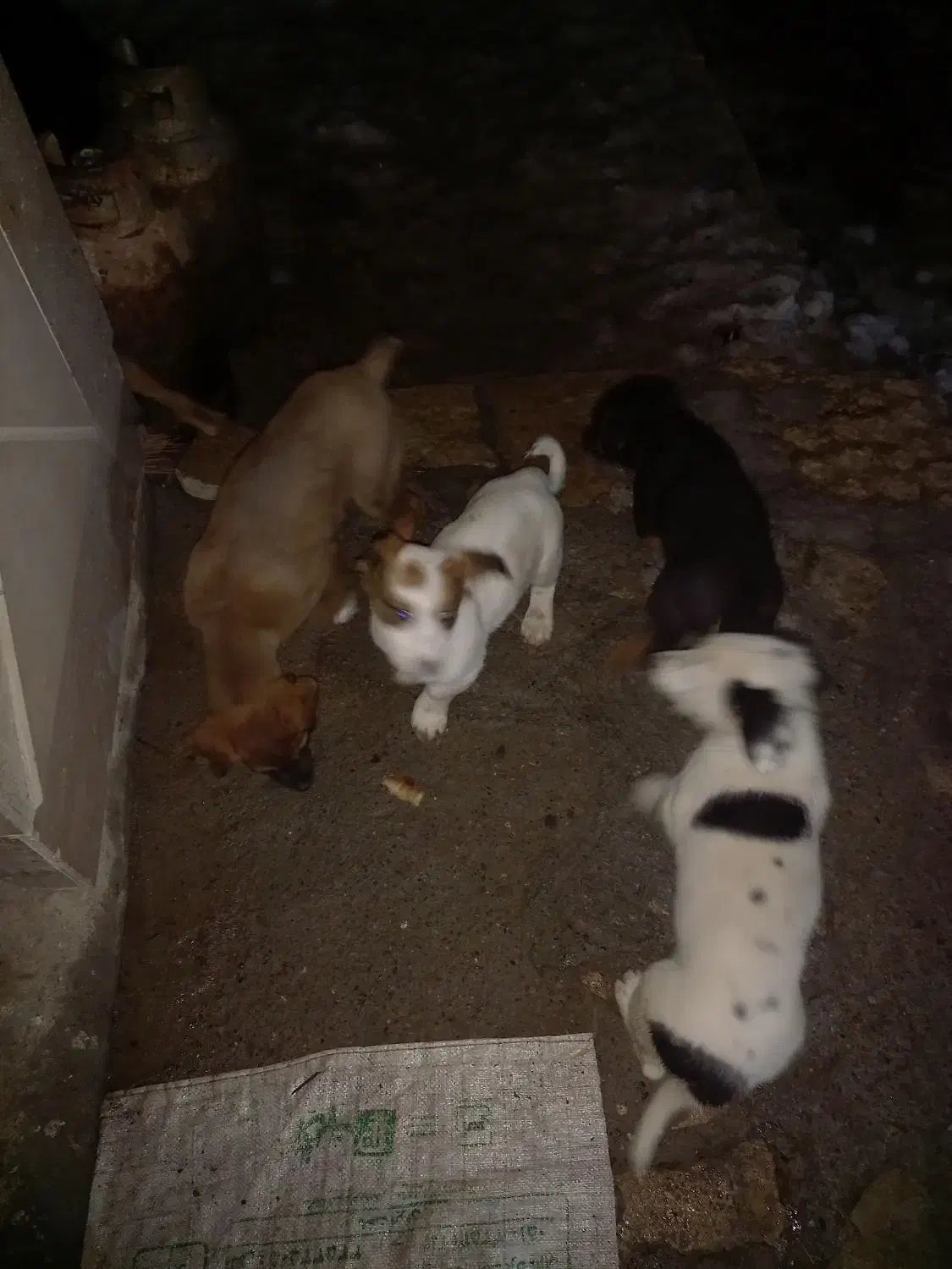 توله|سگ|مشهد, سازمان آب|دیوار