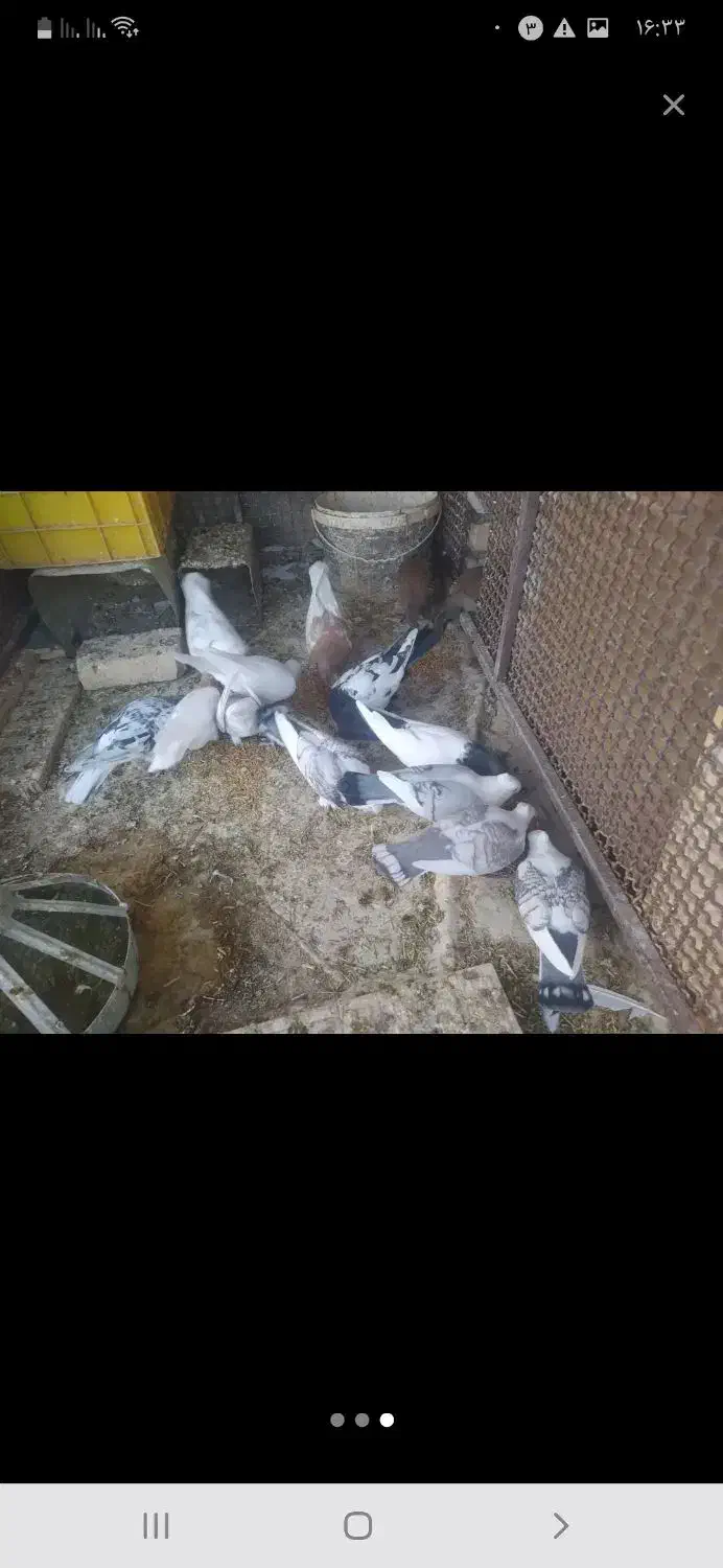 کفتر فروشی توافقی...|پرنده|اسفراین, |دیوار