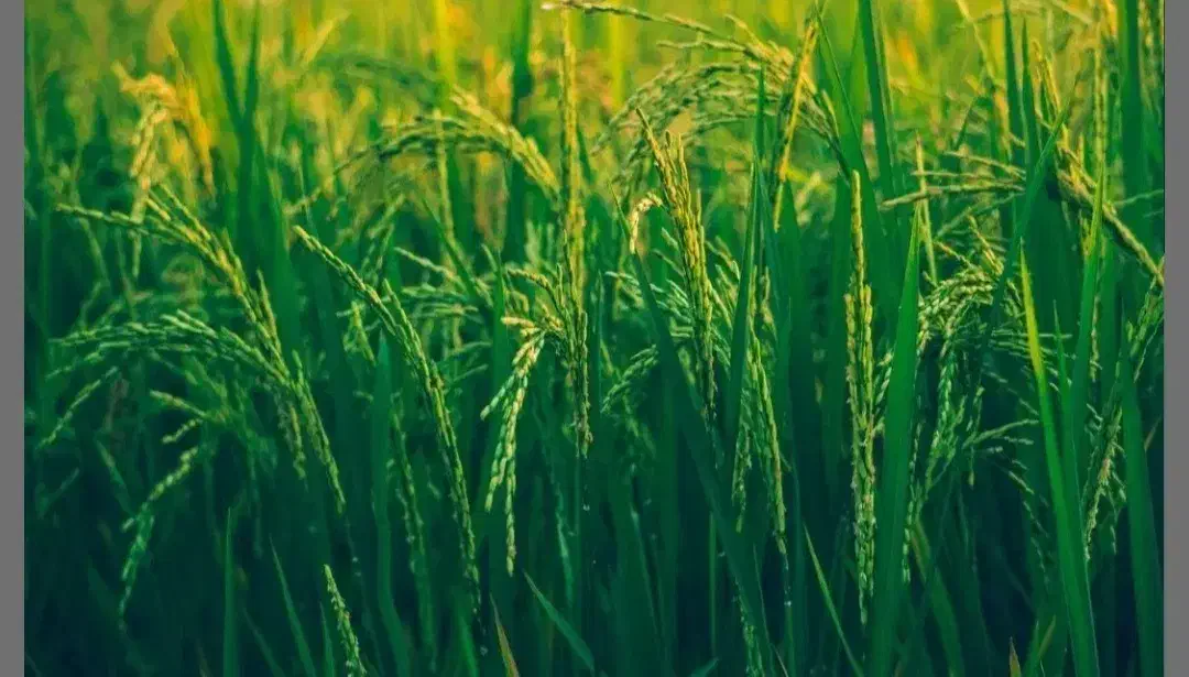 زمین کشاورزی،مناسب باغ و کشاورزی|فروش دفتر صنعتی، کشاورزی، تجاری|درودزن, |دیوار