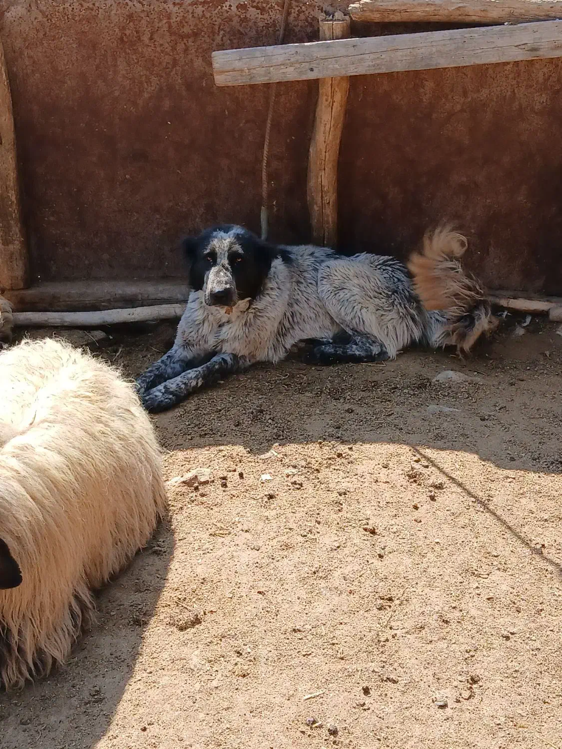 واگذاری سگ|سگ|لاران, |دیوار