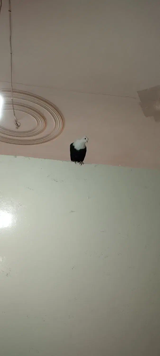 کبوتر کلاغ کربلایی|پرنده|مشهد, سرافرازان|دیوار