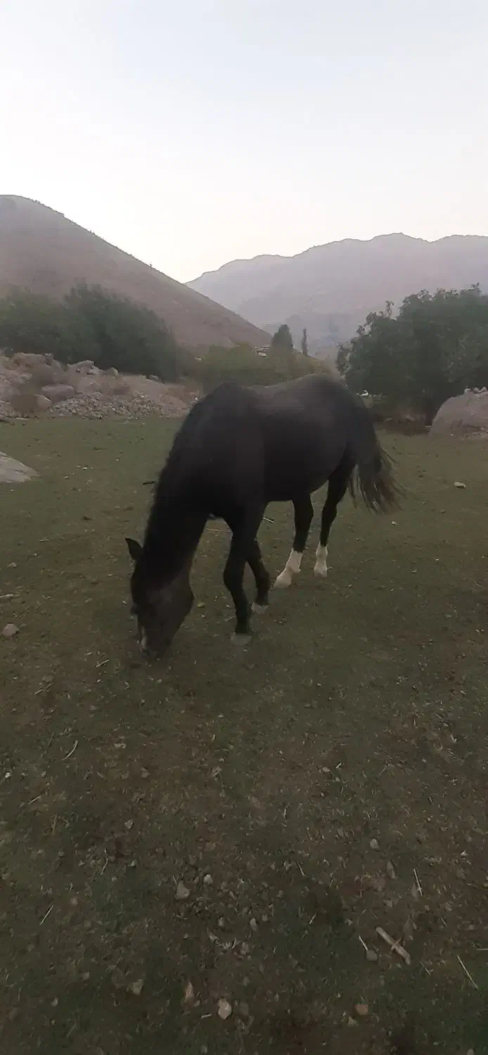 اسب|اسب و تجهیزات اسب‌سواری|موگوئی, |دیوار