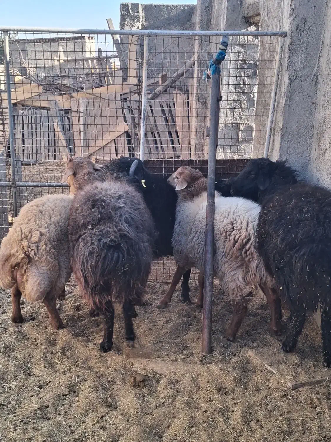 فروش گاو و گوسفند|حیوانات مزرعه|مهدی شهر, |دیوار