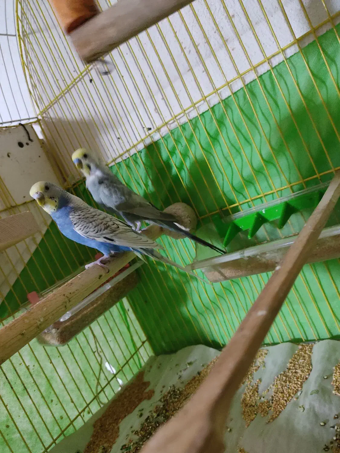 جفت مرغ عشق مولد نژاد رینبو|پرنده|فردیس, شهرک شهید حسینی|دیوار