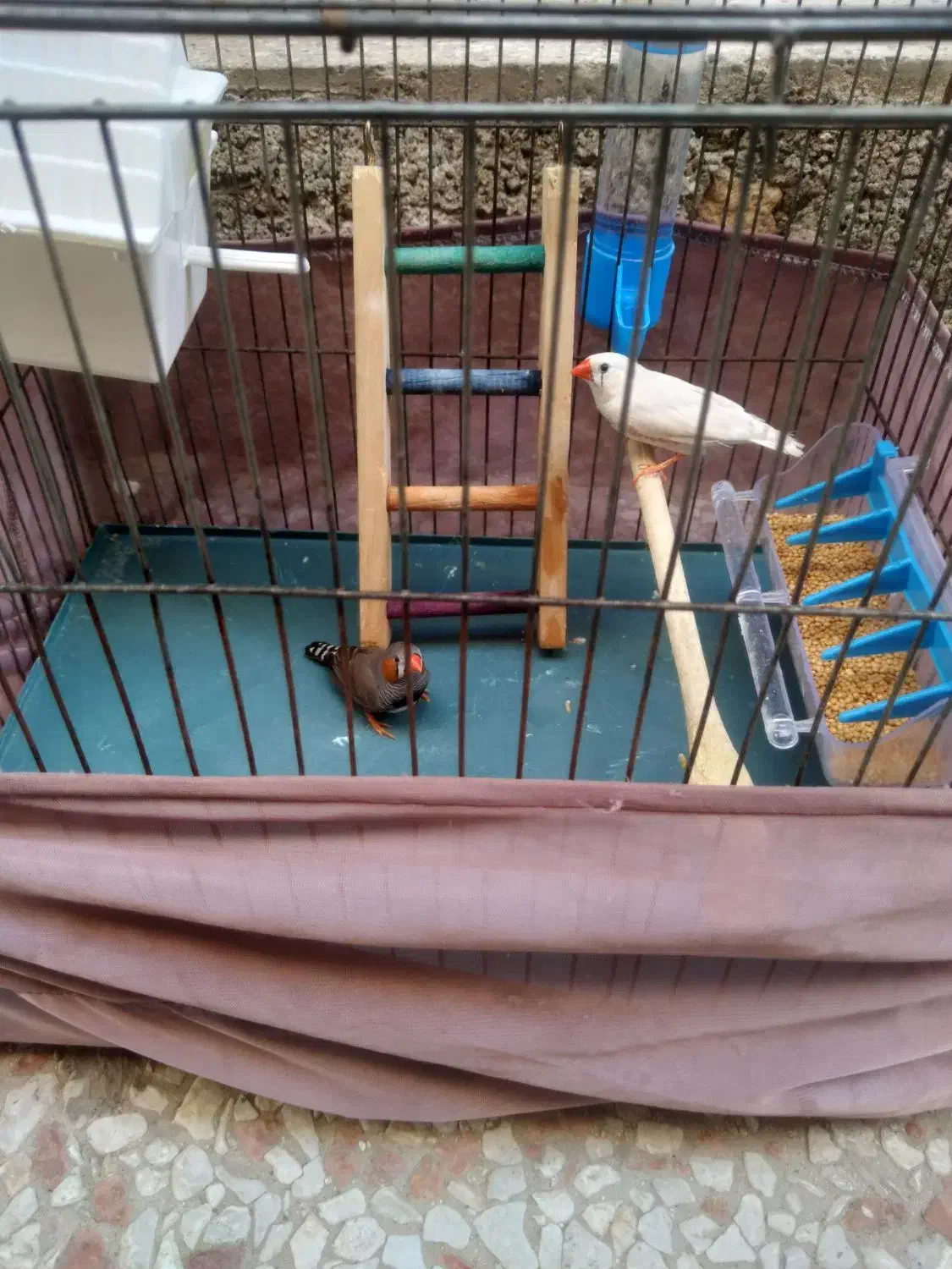 دو عدد فنج|پرنده|قرچک, محمد آباد|دیوار